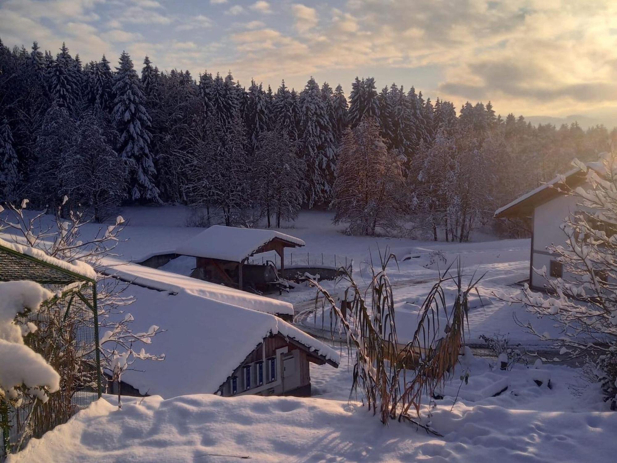 Ferienwohnung Im Bayerischen Wald Mit Terrasse 菲希塔赫 外观 照片